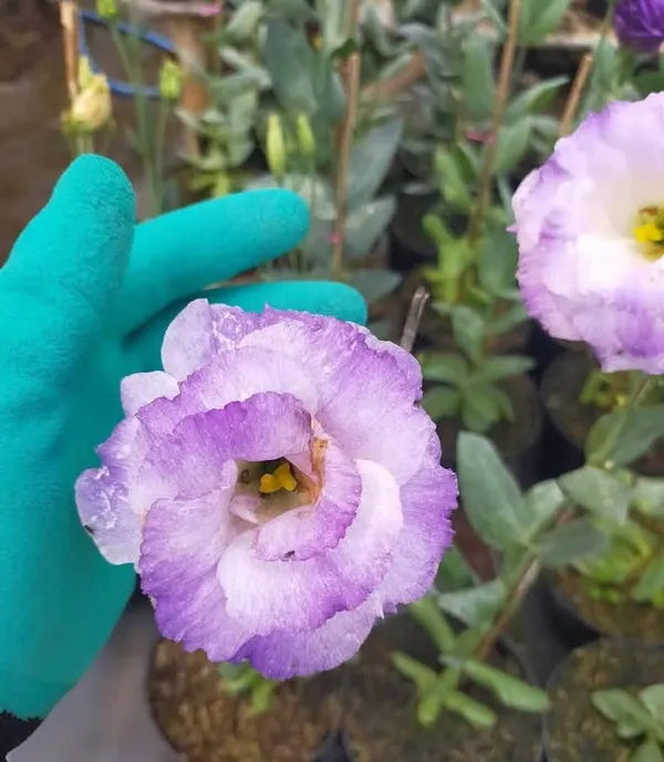 Lisianthus_Flower_Plant_|_For_Home_Garden