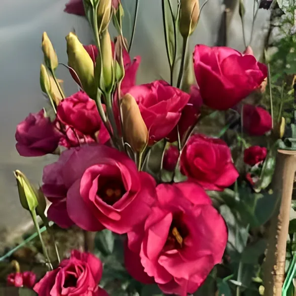 Red_Lisianthus_Flower_Plant_|_For_Home_Garden