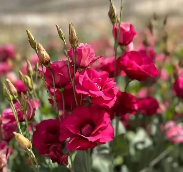 Red_Lisianthus_Flower_Plant_|_For_Home_Garden