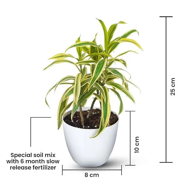 Song_Of_India_Plant_(Hybrid)