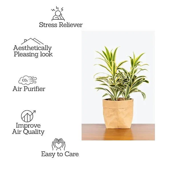Song_Of_India_Plant_(Hybrid)