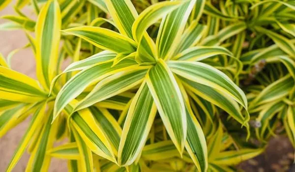 Song_Of_India_Plant_(Hybrid)