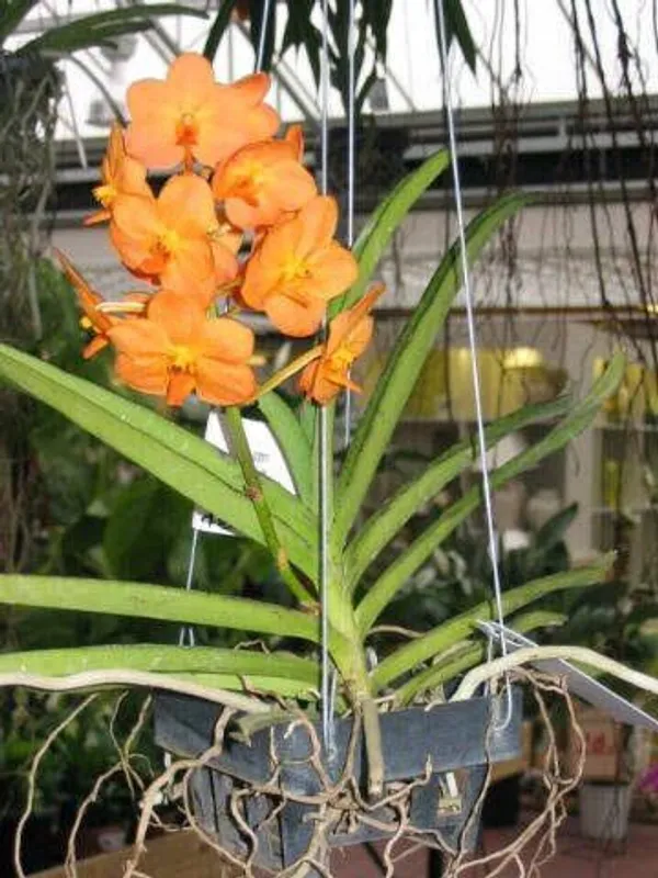 Orchid_Plant_(Hybrid)
