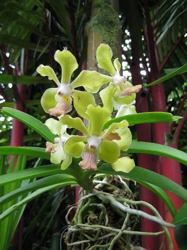Orchid_Plant_(Hybrid,_Pack_Of_1)