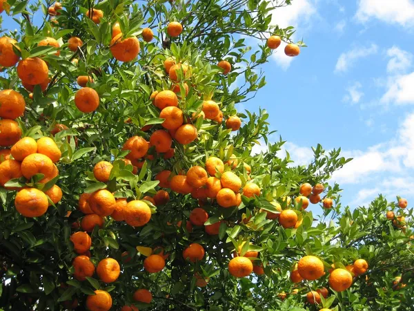vietnam_malta_all_time\Baramasi__fruit_plant&Tree