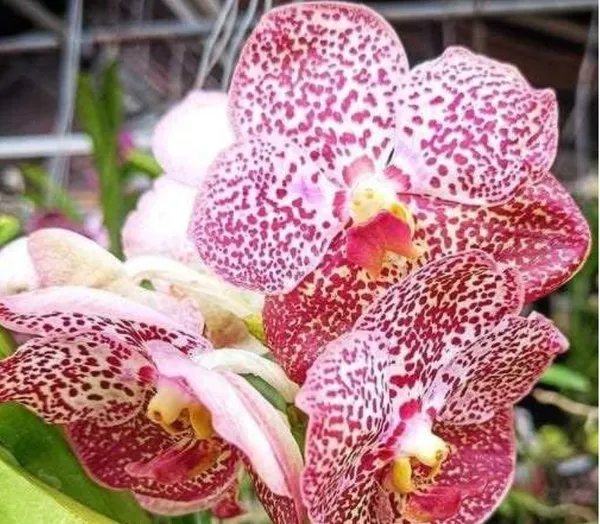 Pink_Vanda_Orchid_Hybrid_Plant