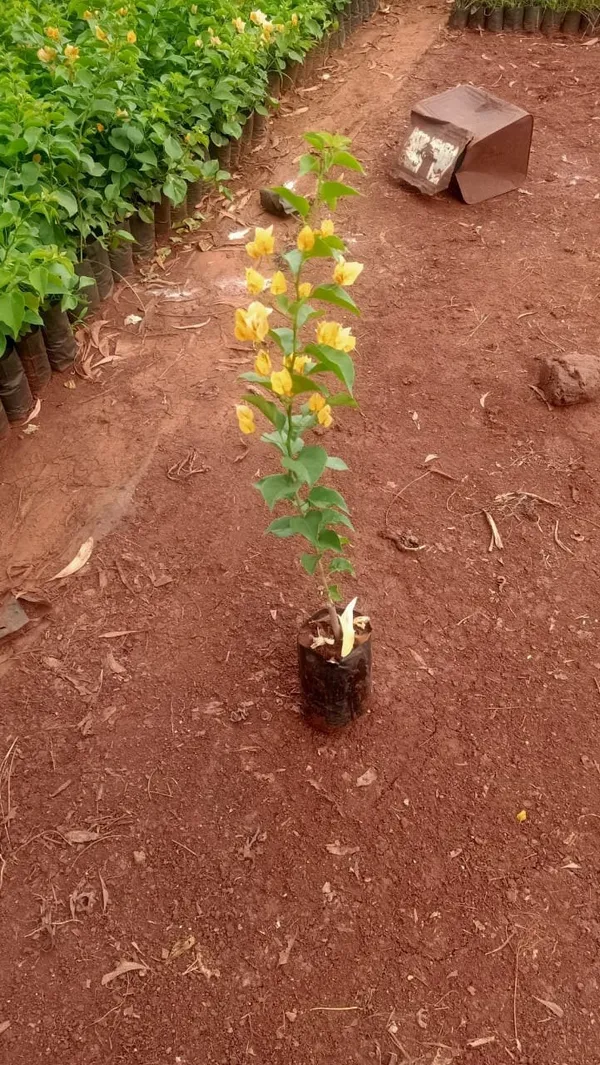 Bougainvillea_Plant_(Hybrid)
