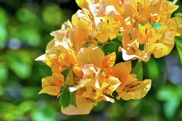 Bougainvillea_Plant_(Hybrid)