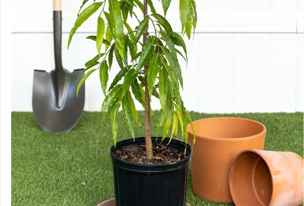 Ashok_Plant_(Hybrid)