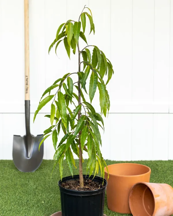 Ashok_Plant_(Hybrid)