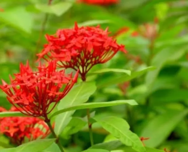 Ixora_Singaporensis_Red_Flowering_Plant_(Hybrid)