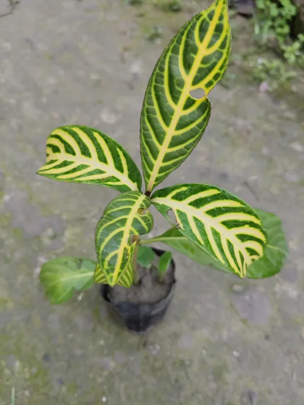 Zebra_Haworthia_Plant_(Hybrid)