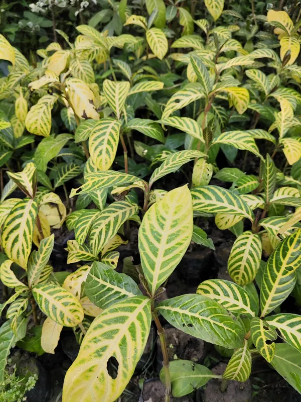 Zebra_Haworthia_Plant_(Hybrid)