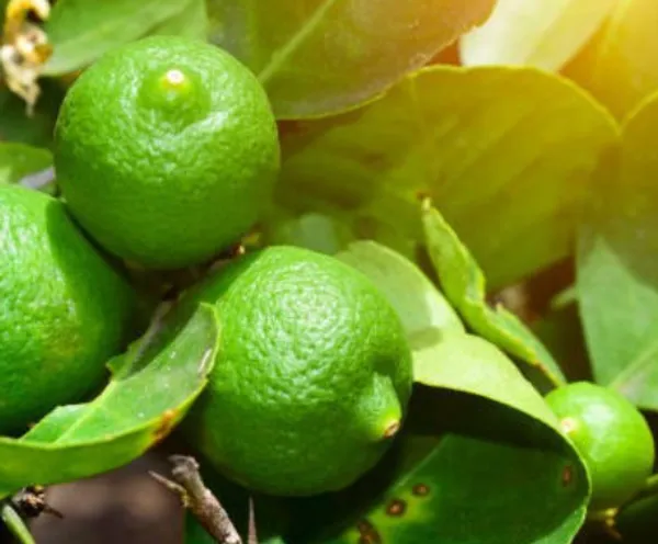Lemon_Plant_(Hybrid,_Pack_Of_1)