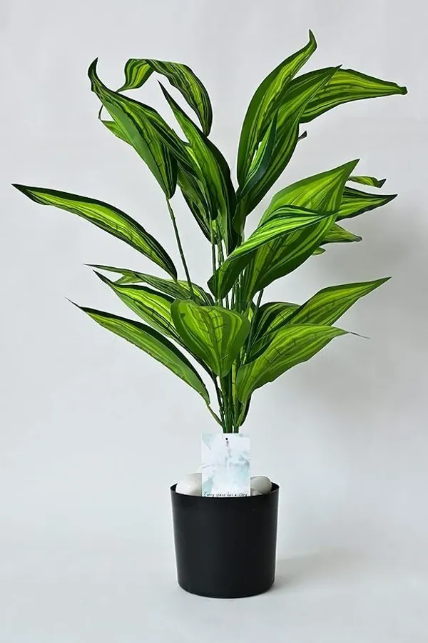 2_Feet_JJ_HOMES_Artificial_Green_Dieffenbachia_Plant_with_Pot_28_Inch_Decorative_Faux_Plant_for_Home_&_Office_Decor