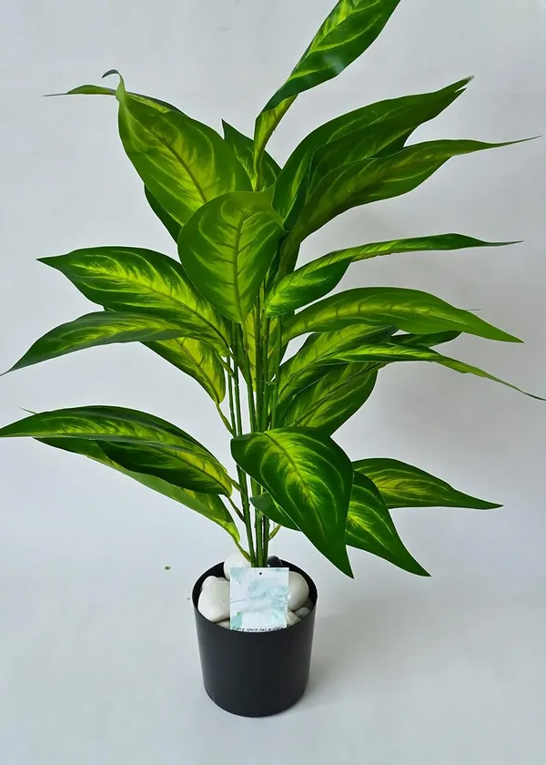 2_Feet_JJ_HOMES_Artificial_Green_Dieffenbachia_Plant_with_Pot_28_Inch_Decorative_Faux_Plant_for_Home_&_Office_Decor