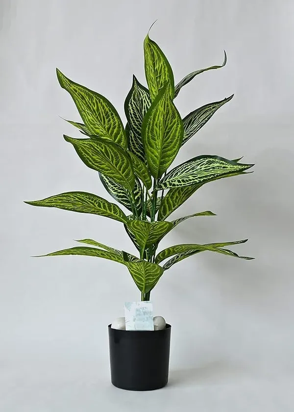 2_Feet_JJ_HOMES_Artificial_Green_Dieffenbachia_Plant_with_Pot_28_Inch_Decorative_Faux_Plant_for_Home_&_Office_Decor