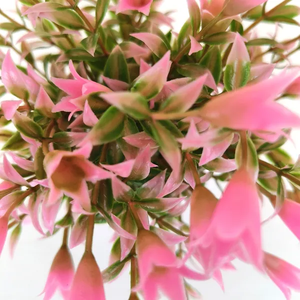 Beautiful_Pink_Floral_Display_with_Green_Leaves_in_a_White_Pot