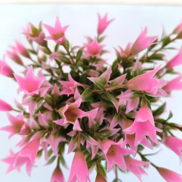 Beautiful_Pink_Floral_Display_with_Green_Leaves_in_a_White_Pot
