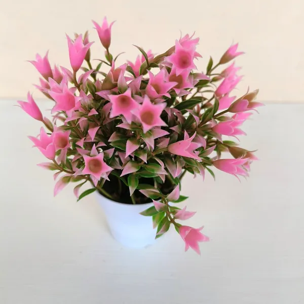 Beautiful_Pink_Floral_Display_with_Green_Leaves_in_a_White_Pot
