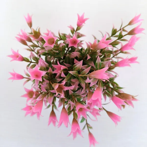 Beautiful_Pink_Floral_Display_with_Green_Leaves_in_a_White_Pot