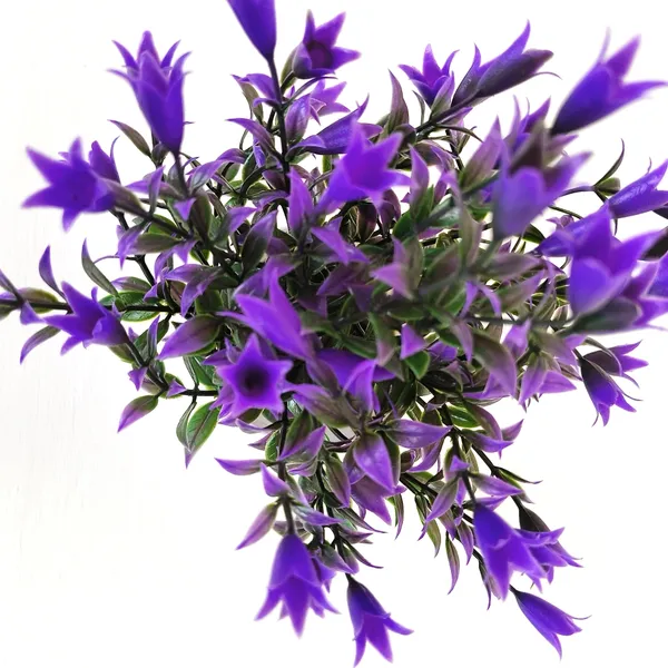 Beautiful_Blue_Floral_Display_with_Green_Leaves_in_a_White_Pot