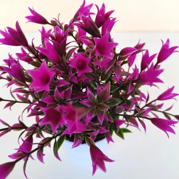 Beautiful_Purple_Floral_Display_with_Green_Leaves_in_a_White_Pot