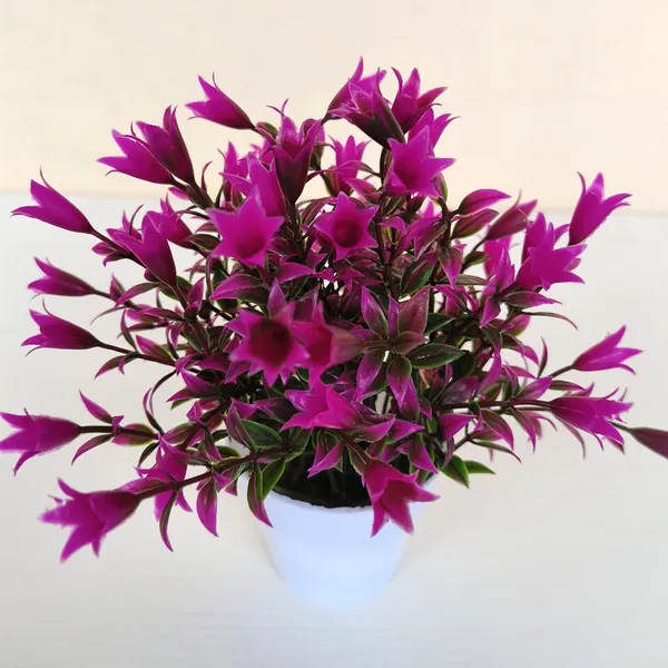 Beautiful_Purple_Floral_Display_with_Green_Leaves_in_a_White_Pot
