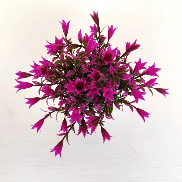 Beautiful_Purple_Floral_Display_with_Green_Leaves_in_a_White_Pot