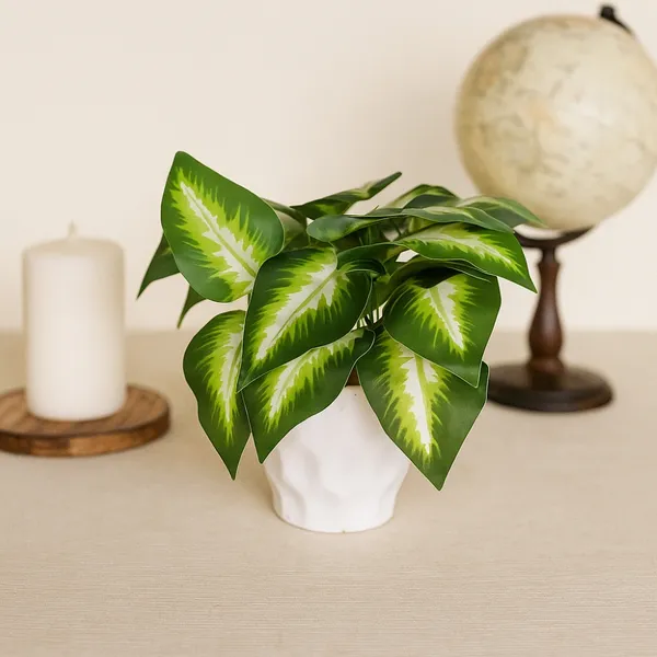 Emerald_Beauty_Dieffenbachia_With_White_Plastic_Pot