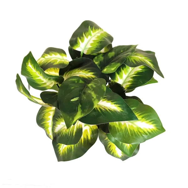 Emerald_Beauty_Dieffenbachia_With_White_Plastic_Pot