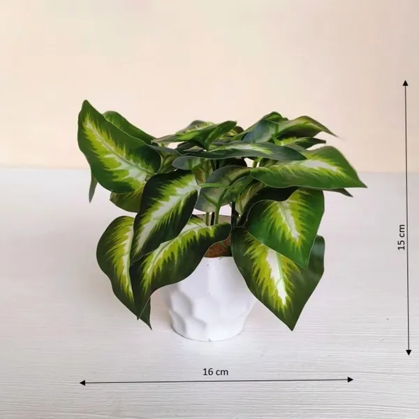 Emerald_Beauty_Dieffenbachia_With_White_Plastic_Pot