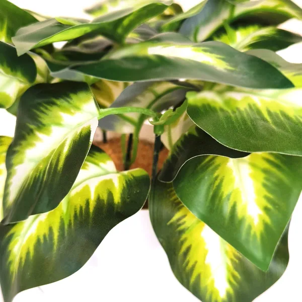 Emerald_Beauty_Dieffenbachia_With_White_Plastic_Pot