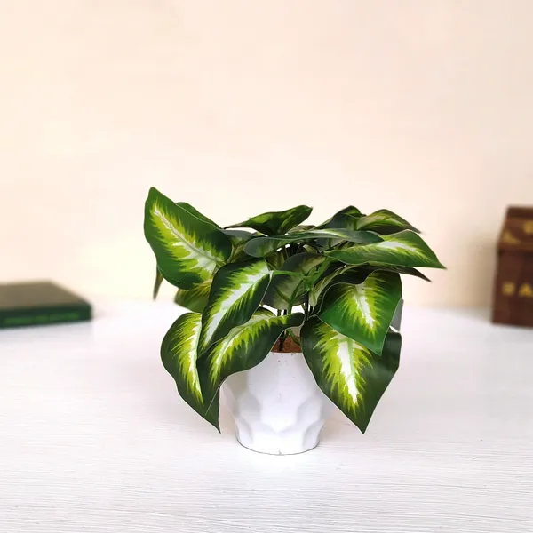 Emerald_Beauty_Dieffenbachia_With_White_Plastic_Pot