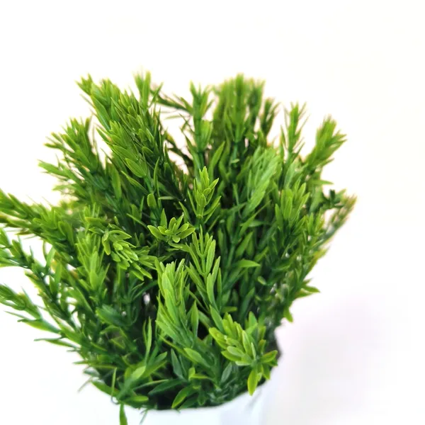 Green_Oasis_Plant_With_White_Pot