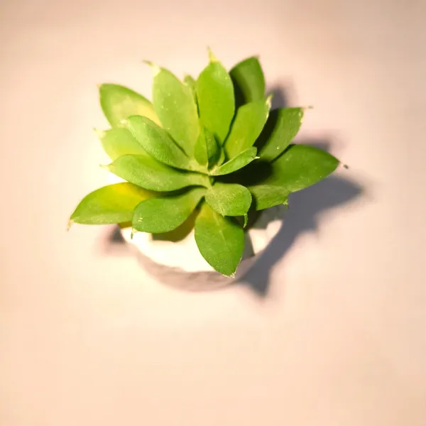 Mini_Modern_Decorative_Succulent_in_Textured_White_Pot
