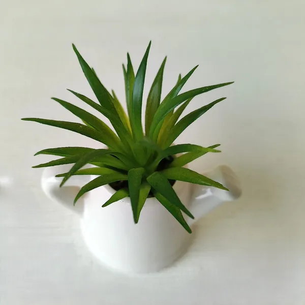 Mini_Succulent_in_Ceramic_Teapot_Pot