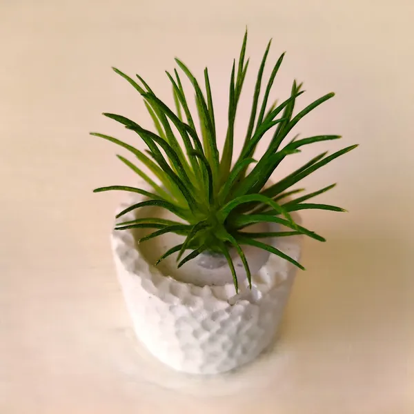 Mini_Modern_Decorative_Succulent_in_Textured_White_Pot