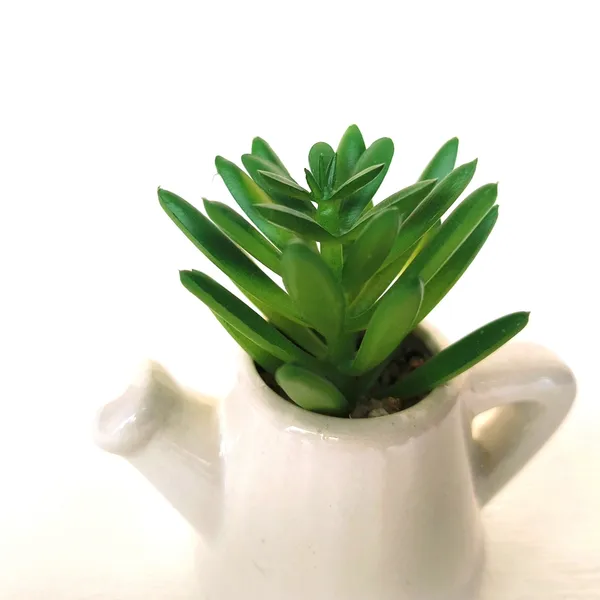 Mini_Succulent_in_Ceramic_Teapot_Pot