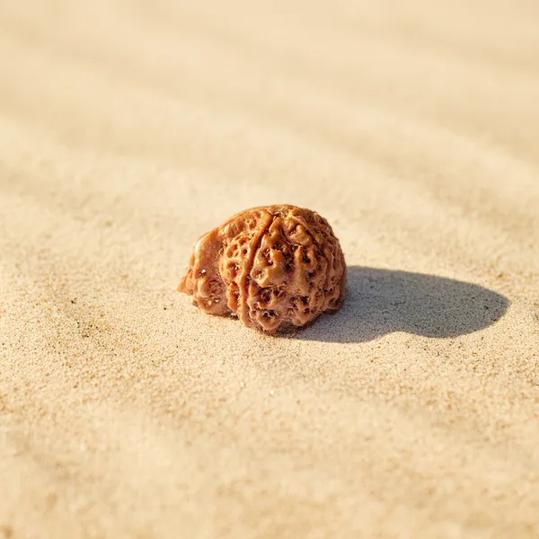 Ganesh_Rudraksha