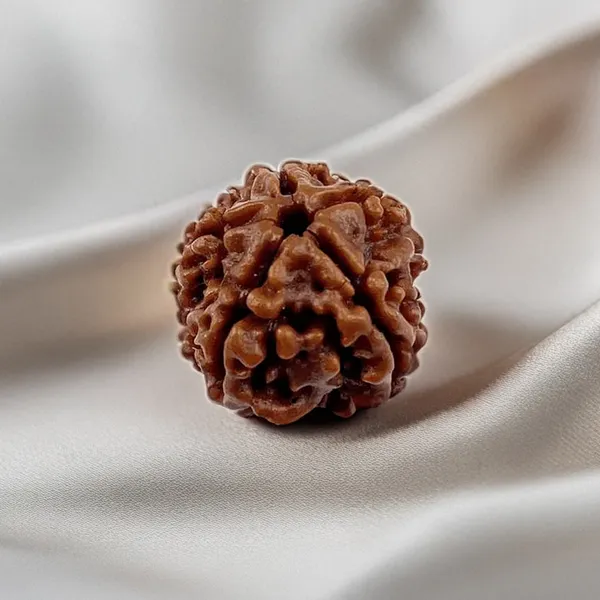3_Mukhi_Rudraksha_(_Nepali_)