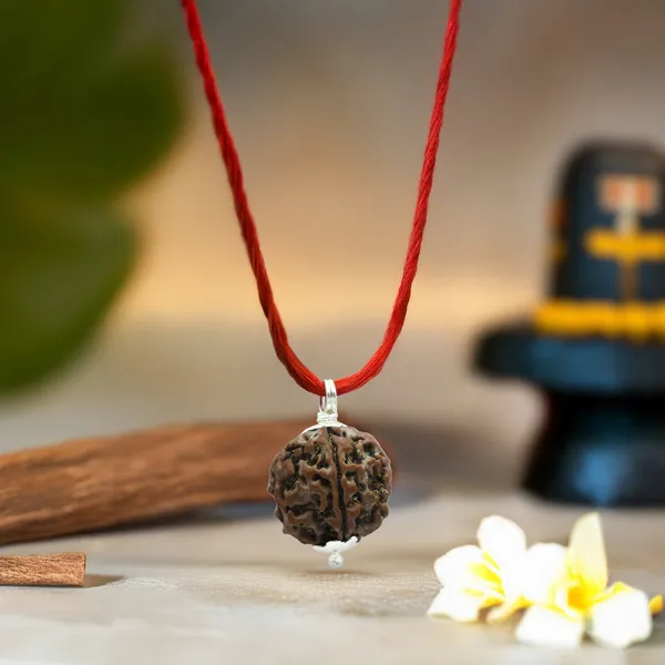 5_Mukhi_Rudraksha_(_Nepali_)