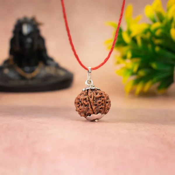 6_Mukhi_Rudraksha_(_Nepali_)