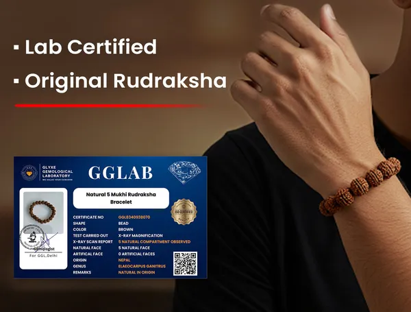 7_Mukhi_Rudraksha_(_Nepali_)