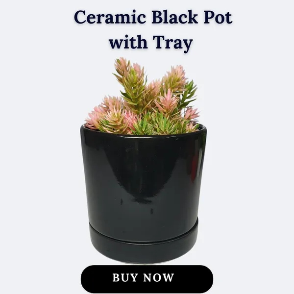 Black_Beautiful_Ceramic_Tube_Shape_Planter_With_Plate_(Plant_Not_Included)