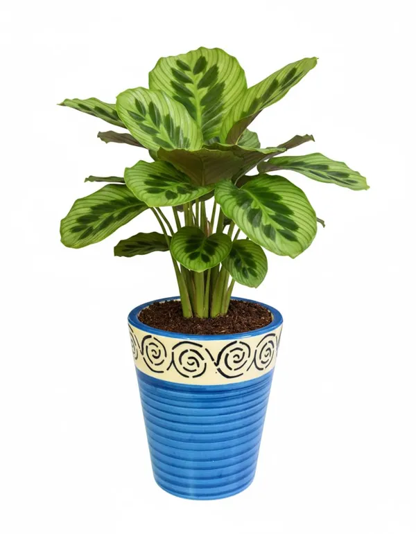 Brills_Ceramic_Premium_Planter_for_Indoor_Plants_|_Blue_Glossy_-_Fade_Resistant_Flower_Pot_Home_Decor_Pot_for_Indoor_&_Outdoor_Plants_-_Easy_to_Clean_(Plant_Not_Included)