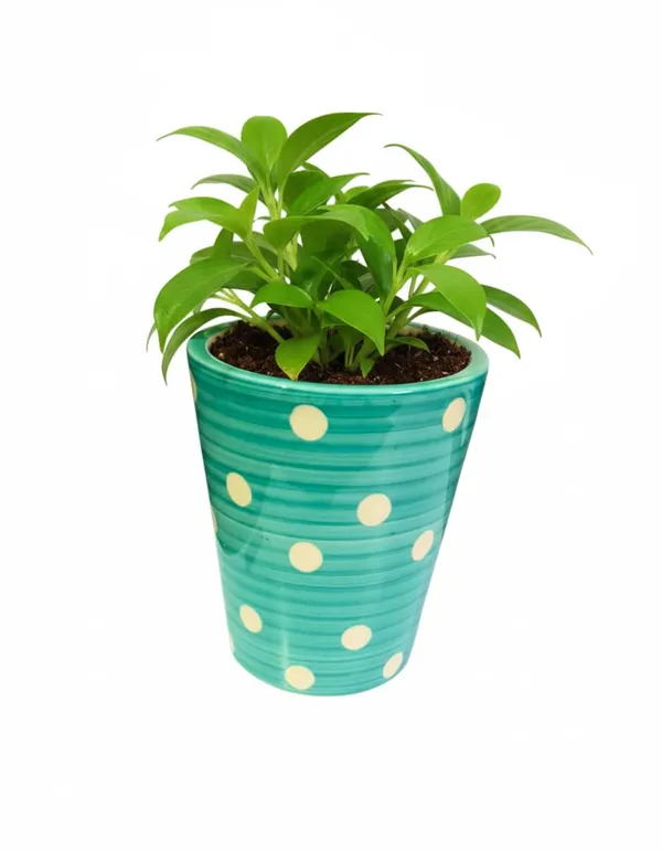 Handcrafted_Ceramic_Pot_for_Plants_�_Polka_Dot_Design_|_Made_in_India_|_Strong,_Chip-Resistant,_Color-Fade_Proof_|_Indoor_&_Outdoor_Flower_Planter_|_Easy_to_Clean-_Turquoise_(Plant_Not_Included)