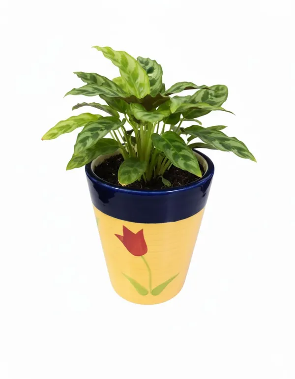 Brills_Handcrafted_Ceramic_Pot_for_Plants_�_Floral_Design_|_Made_in_India_|_Strong,_Chip-Resistant,_Color-Fade_Proof_|_Indoor_&_Outdoor_Flower_Planter_|_Easy_to_Clean_-_Yellow