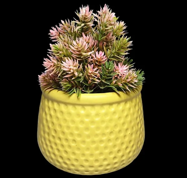 Yellow_Matt,_Handi_Shape_Dotted_Ceramic_Planter_For_Plants