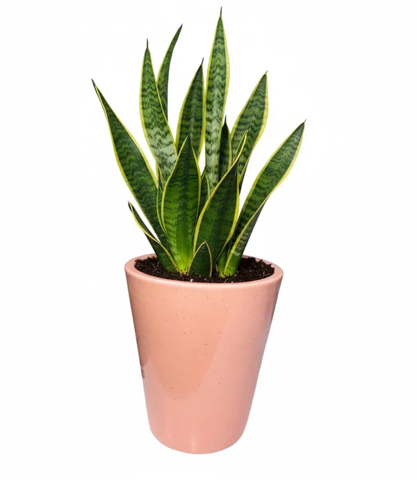 Modern_Ceramic_Pink_Plant_Pot_–_5.5_Inch_Height,_Decorative_Flower_Planter_for_Indoor_Home_&_Office_Décor_with_Drainage_Hole_–_Ideal_for_Succulents,_Cactus,_Herbs_–_(Plant_Not_Included)